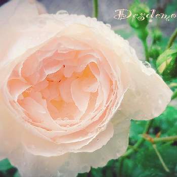 清楚な美しさの画像 by あすなろさん | 玄関とデビット・オースチンと薔薇　デズデモーナと蕾が沢山とまた咲いたと清楚な美しさと白バラと上品な美しさ♡とお花で癒される