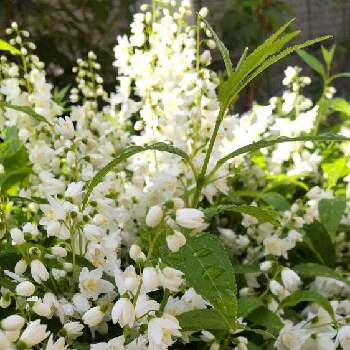 ウットリ♡の画像 by ハイビスカスさん | 小さな庭とヒメウツギと毎年有り難うと可愛い花とおうち園芸と花っていいねと大好きな花と放ったらかし♪と白い花と元気になる花と小さな花と癒やしの花とウットリ♡