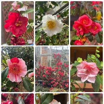 椿 ツバキの画像 by 空色さん | お出かけ先と今日も笑顔で♡とピンクの花とつばきの花と白の花と赤い花と椿 ツバキと北海道と椿の花。と優しい気持ち