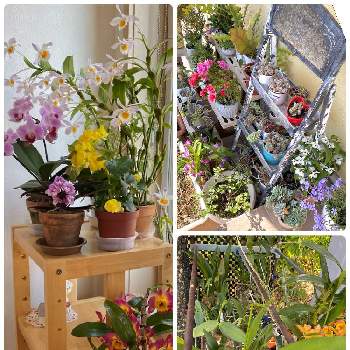外置きの画像 by shinoさん | 大移動と植物大好きと外置きと春の置き場所