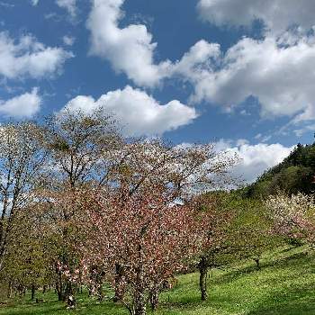 素敵な場所の画像 by ウィルママさん | お出かけ先とおしゃれな土曜日♪と土曜日は お空の発表会と雲仲間と素敵な場所と桜(さくら)リレーと心が落ち着く♡と❤️桜リレー♬とお花に癒される日々と素敵✨と大好き♡︎ʾʾと綺麗✨と花のある暮らし❤️