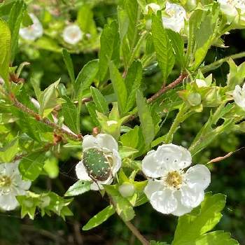 西洋サンザシの一覧 Greensnap グリーンスナップ