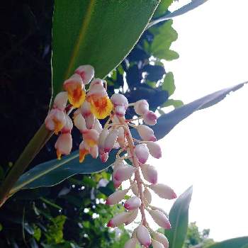 うりずんの季節の投稿画像一覧 Greensnap グリーンスナップ うりずんの季節の投稿画像一覧 Greensnap グリーンスナップ