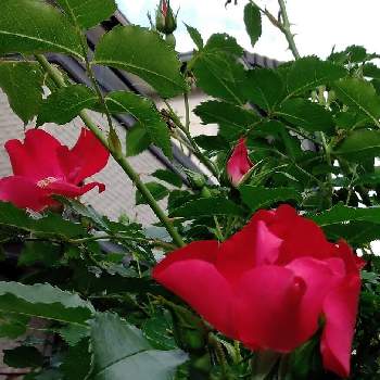 ドルトムント バラの投稿画像一覧 Greensnap グリーンスナップ ドルトムント バラの投稿画像一覧 Greensnap グリーンスナップ