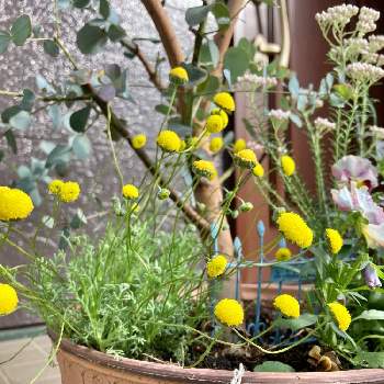 花ほたる キク科コツラ属の投稿画像一覧 Greensnap グリーンスナップ