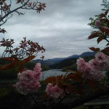 八重桜＊の画像 by ケニチさん | 八重桜とさくら 桜 サクラと八重桜＊と七北田ダム湖畔公園