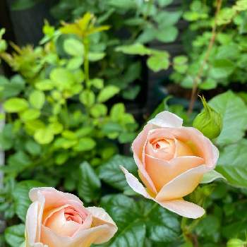 鉢植えの薔薇の画像 by ふぁりさん | エントランスと薔薇が好きと鉢植えの薔薇と忽滑谷さんの薔薇