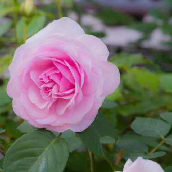 オリビアローズオースチンの画像 by けーけーさん | 小さな庭とオリビアローズオースチンとピンクの花とアップ写真とGS映えとおうち園芸とイングリッシュ・ローズと花のある暮らしとばら 薔薇 バラとバラ・ミニバラ