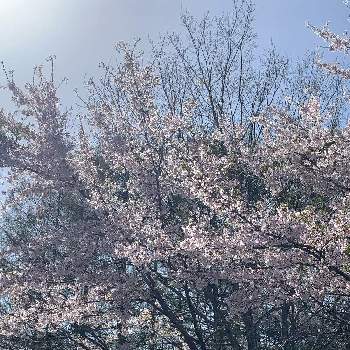 さくらさくら咲け咲けさくらの画像 by EOS1Dさん | さくらさくら咲け咲けさくらとグリーンスナップ❤とストリートスナップと桜フォトコン2022と色のコントラストと癒され風景とコンテストと感激とお出かけ先にて