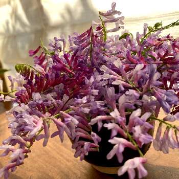 P野坊の画像 by ピノコさん | ナヨクサフジとマメ科と紫色の花とあたしんちと野花を生けるとうつわ！とP野坊と飾る