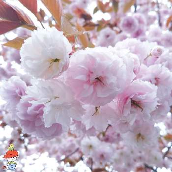 お気に入りの場所の画像 by maruy@@yさん | 広い庭とピンク ぴんく Pinkとスマホ撮影と桜満開と元気パワーとありがとう♡とお気に入りの場所と❤️届いてと気持ちの源と穏やかな週末にといやし♡とお気に入りの一枚と素敵な出会いに感謝とお疲れさま☆とリフレッシュ♡と感謝❤️とおばあちゃん家と花のある暮らしとお花大好き❤️