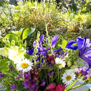 アイリスの花の画像 by ばーぐあさん | 広い庭とアイリスの花とおうちde菜園とおうち園芸と家庭果樹と花いろいろとガーデニングとアストロメリア。と花のある暮らし