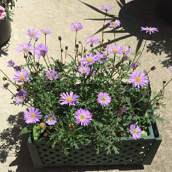 星空 マムの画像 by アヤビーさん | 星空 マムと植物と星空マムと薄紫色と今日のお花ときれいな色と小さい花と花のある暮らしとお花とSUNTORY