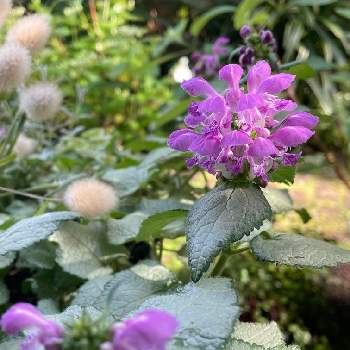 ラミウム・スターリングシルバーの画像 by tamagopanさん | 小さな庭とラミウム・スターリングシルバーと寄せ植えと銀葉種とラミウム♪と花のある暮らしと寄せ植え大好き