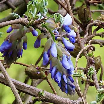 山藤の投稿画像一覧 Greensnap グリーンスナップ