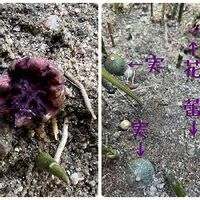ハランの花,ハラン,４月,小さな庭の画像