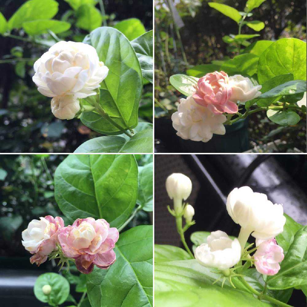 可愛い🌸八重咲きジャスミン🌸良い香り｜🍀GreenSnap（グリーンスナップ）