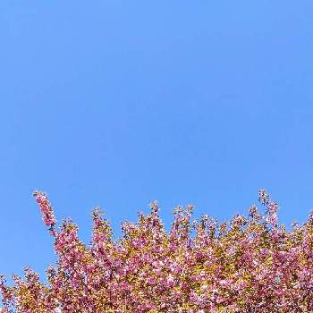 スカッ晴れの画像 by 夢遊歩人ꕤTOTOROGAOꕤさん | お出かけ先とサトザクラと八重桜とサクラとさくらさくらとピンクワールドへようこそと土曜はお空の発表会と植物のある暮らしとスカッ晴れとyu ＆ゆうクラブとピンクの花とビューティフル サンデーと土曜日は お空の発表会と雲仲間とお散歩写真と❤️さくらリレー♬と桜(さくら)リレーとさくら♪と＃花友とワンダフルスタート！とお散歩と＃花が好きと#写真好きと素敵な植物と仲良しリレー( 〃▽〃)
