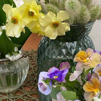 ラグラス＊の画像 by あこさん | 小さな庭とありがとう♡とラグラス＊とパンビオとスズランの花と癒されてと花のある暮らしとラナンキュラスラックスのお花
