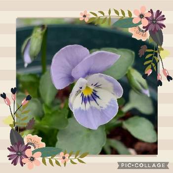 よく咲くスミレの画像 by カマンベールさん | ビオラとよく咲くスミレとよく咲くスミレ♡