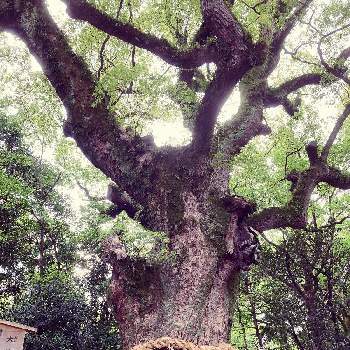 熱田神宮の画像 by れもんソーダさん | クスノキと巨木と熱田神宮と大楠の木と神社の木