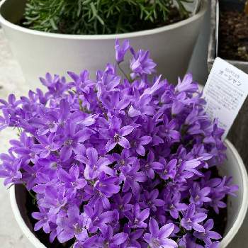 カンパニュラ オーシャンの投稿画像一覧 Greensnap グリーンスナップ カンパニュラ オーシャンの投稿画像一覧 Greensnap グリーンスナップ