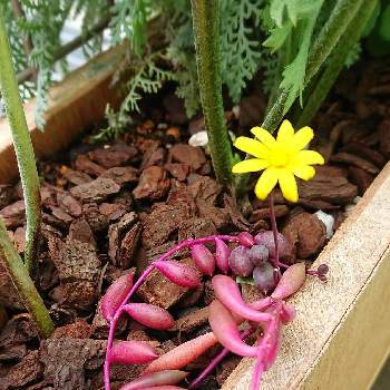 ルビーネックレスの花 の投稿画像一覧 Greensnap グリーンスナップ ルビーネックレスの花 の投稿画像一覧 Greensnap グリーンスナップ