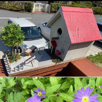 茶花の画像 by レモングミさん | 広い庭と茶花と里地里山とおうち園芸とI♡Chibaと超古民家と庭