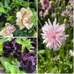 クレピス モモイロタンポポ の一覧 Greensnap グリーンスナップ