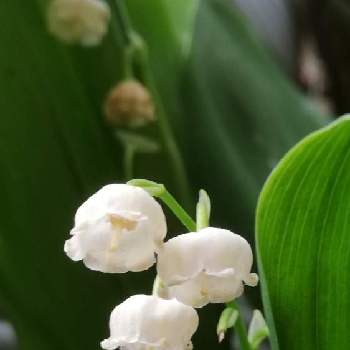 香りのいい花の投稿画像一覧 Greensnap グリーンスナップ