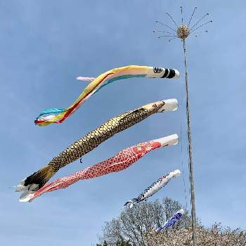 ヤマザクラの画像 by fumiさん | ヤマザクラとひたち海浜公園と花パトロールと花のある風景と暮らしに癒しをと緑のある風景と青空と鯉のぼり
