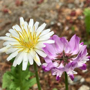 ゲンゲの投稿画像一覧 Greensnap グリーンスナップ