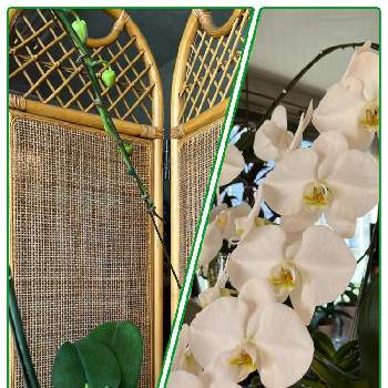 純白の花の画像 by オシャレさんさん | 窓辺と胡蝶蘭花芽と胡蝶蘭。と窓辺の植物とはなのある暮らしと胡蝶蘭が好き！と胡蝶蘭のある暮らしと＠我が家の蘭の花と胡蝶蘭の蕾と純白の花