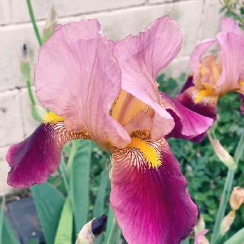 紫好きの画像 by しろいるかさん | 小さな庭とワインカラー好きと庭の切り花とおうち園芸と植えっぱなしと紫好きと群集とピンク好き