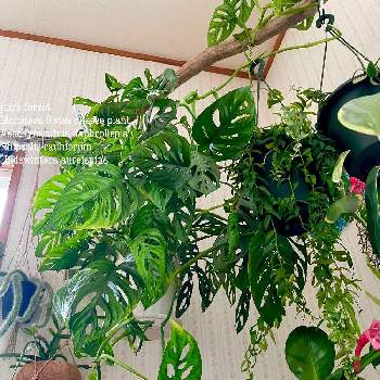 垂れ下がる植物の画像 by junさん | エスキナンサス・ヤフロレピスとヒルデウィンテラとリプサリス ラウヒオルムとマドカズラとスキンダプサスと垂れ下がる植物と観葉植物と癒しと私の森とハンギングと美しいとわたしの家の観葉植物とインテリアグリーン