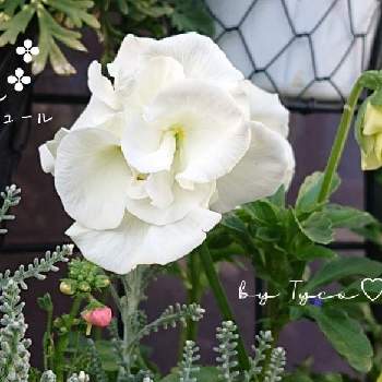 パンビオの画像 by ティコさん | 小さな庭とよせ植えと冬越し成功と鉢植えの花と可愛い花と八重咲きパンジーフェアリーチュールと#ガーデニングとパンビオと平和を願う☆と可愛い