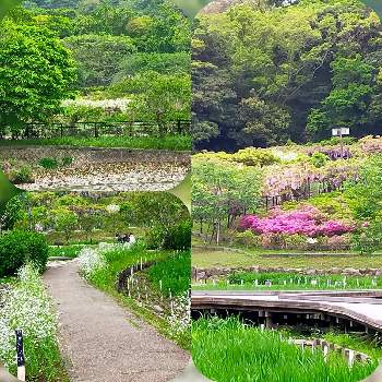 横須賀しょうぶ園の画像 by とりさん | お出かけ先と横須賀しょうぶ園