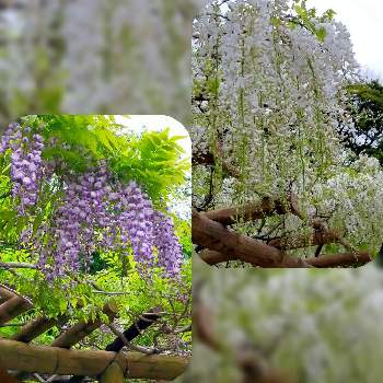 横須賀しょうぶ園の画像 by とりさん | お出かけ先と藤の花と横須賀しょうぶ園