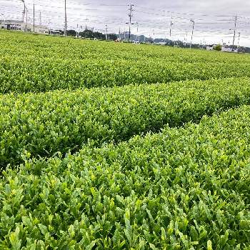 茶畑の画像 by ふぅ♪さん | お出かけ先と静岡県と茶畑