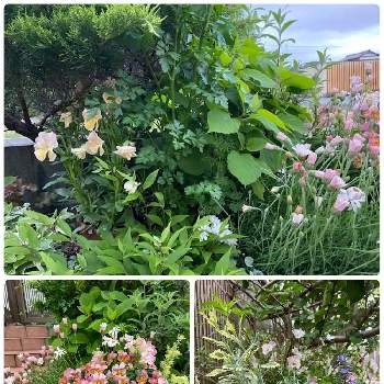 ワサワサの画像 by mahosihoさん | カラーリーフとワサワサと寄せ植えと花壇と徒長と雨上がりの庭と庭にて