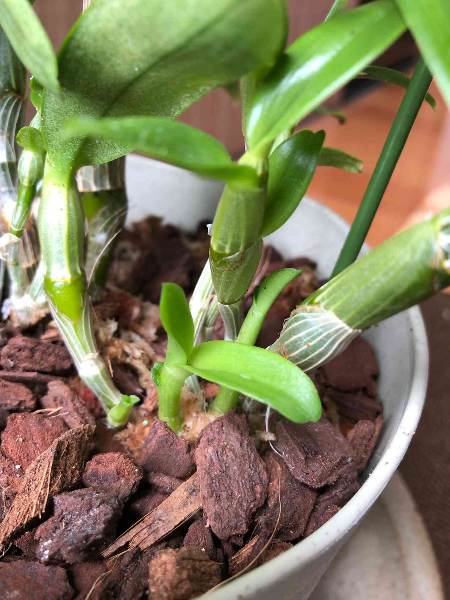 デンドロビウム｜🍀GreenSnap（グリーンスナップ）