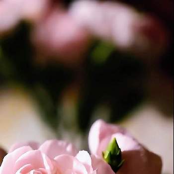 スプレーカーネーション♪の画像 by coroloveさん | 部屋とスプレーカーネーション♪とピンク色の花と癒やされるとチーム海外