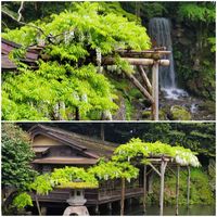 フジ,兼六園,早朝散歩,三芳庵の画像