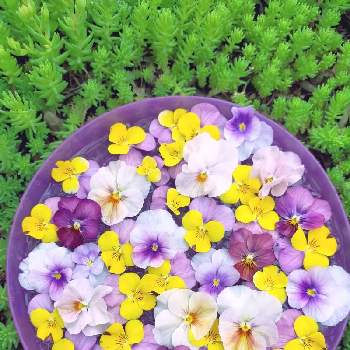 花手水❤️の画像 by daisy...さん | 小さな庭とビオラ寄植えとビオラきりもどしと花手水❤️