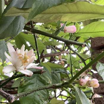庭の木の画像 by pechaさん | 小さな庭とレモンの花♡と庭の木と花が咲いたと甘い香りと雨の日曜日の午後