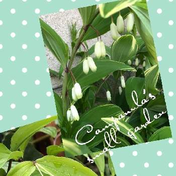 今日も雨☔の画像 by カンパニュラさん | 小さな庭とナルコユリとチゴユリとすきな花♥︎と今日も雨☔とかわいい♡と花のある暮らしと白い花と小さな花