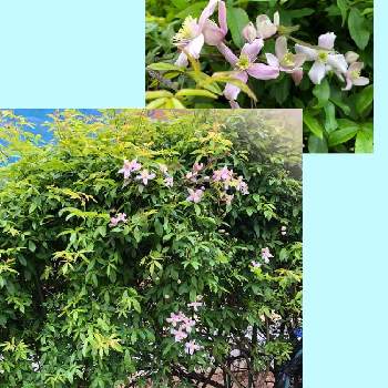　白い花の画像 by ちゃこさん | 広い庭とクレマチス モンタナとモッコウバラ　白花とピンクの花と白花と癒しと　白い花と地植え