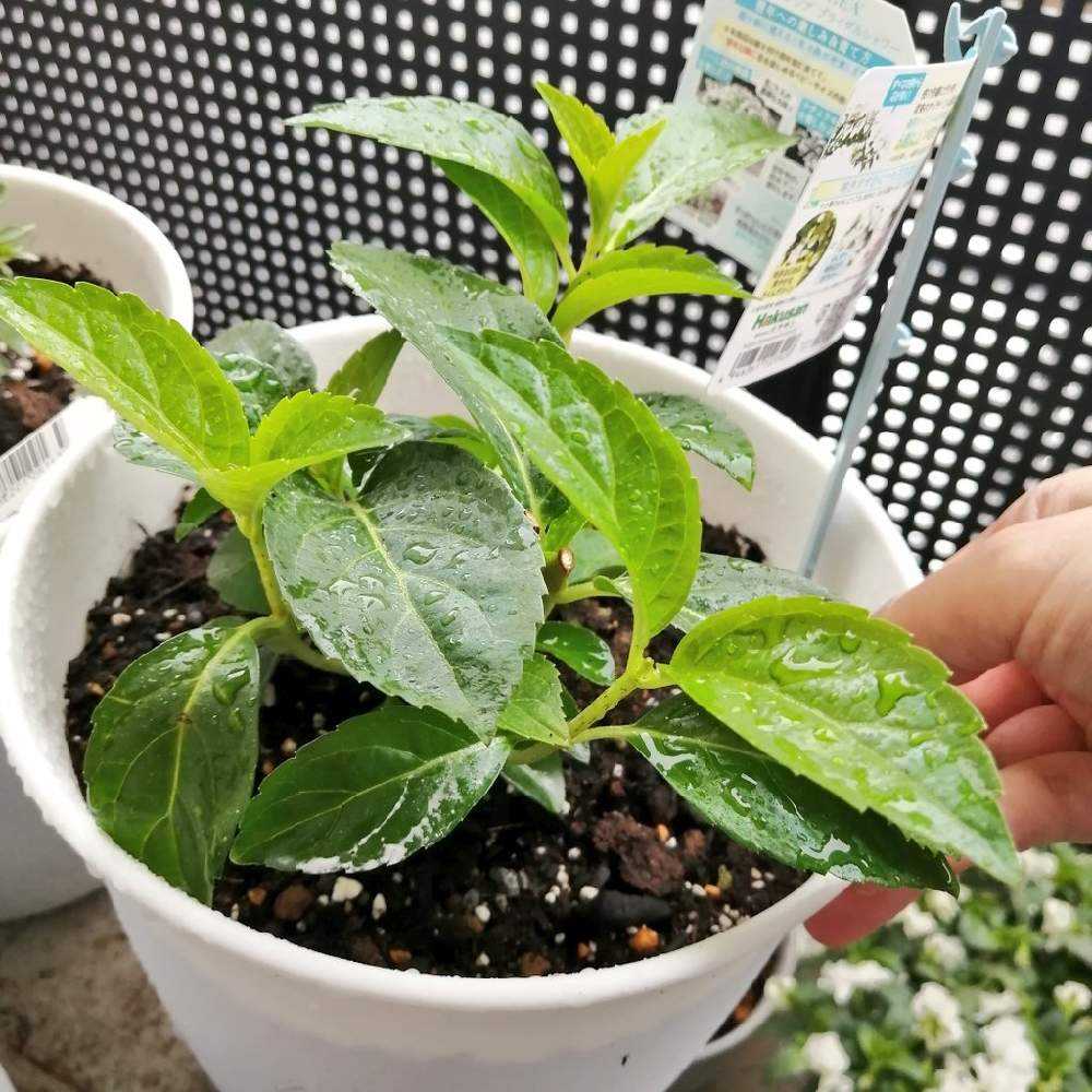 ラグランジア ブライダルシャワー成長＆挿し木｜🍀GreenSnap