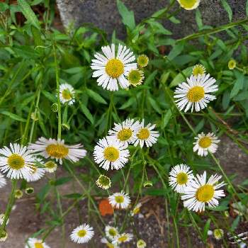 素敵なガーデンの画像 by りぼんさん | 小さな庭とエリゲロンと白い花と花のある暮らしと素敵なガーデンと可愛いはな