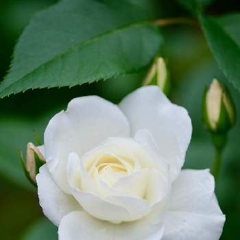 今日のバラの画像 by ボヤージュさん | 小さな庭とアイスバーグと薔薇に魅せられてとバラ大好きとバラのある暮らしと今日のバラと今朝のバラとバラが好きと白い花